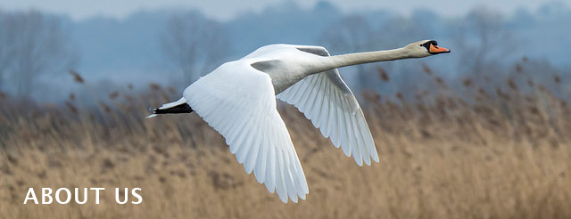 swan pic